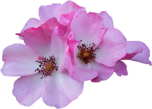 Tube fleur, tube roses