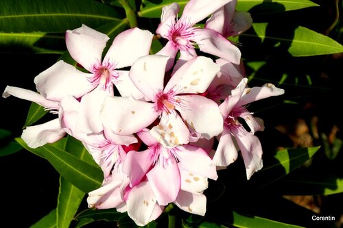 Fleurs du laurier rose