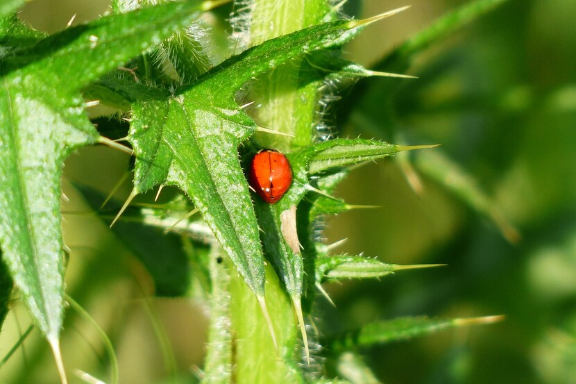 Un amour de...Coccinelles