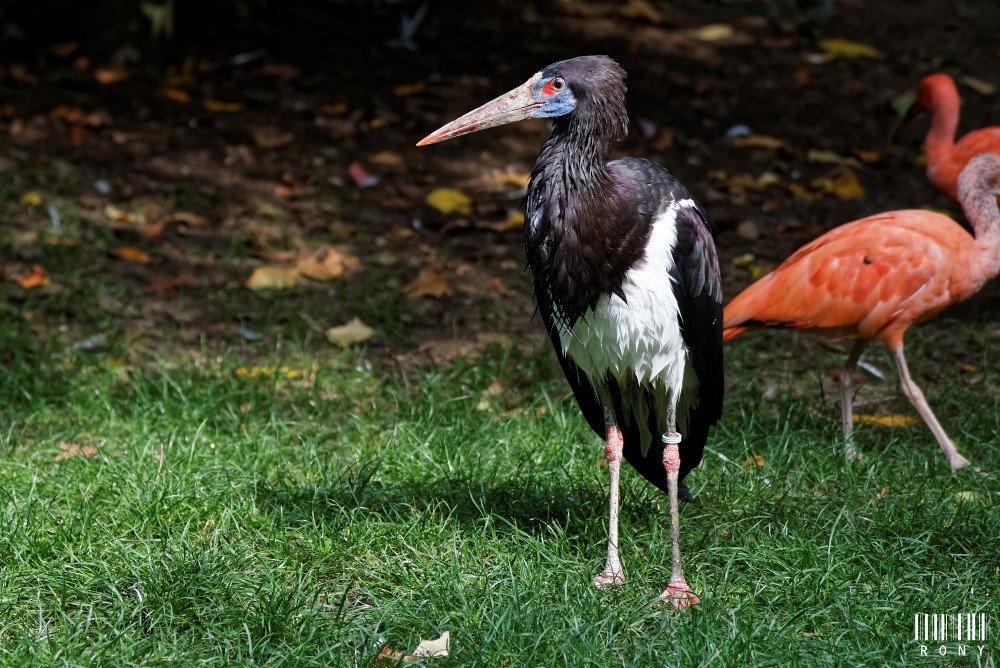 Cigogne d'Abdim