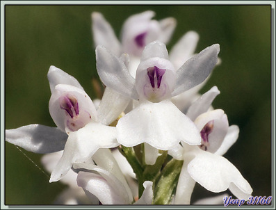 Orchis tacheté (Dactylorhiza maculata) - Étangs de Bassiès - Vicdessos - Auzat - 09