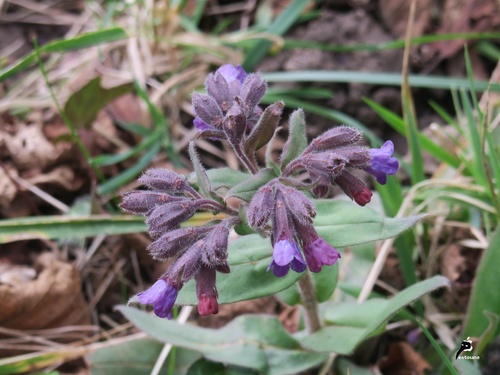 Pulmonaire (Pulmonaria officinalis)