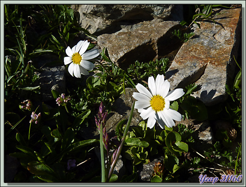 Leucanthème des Alpes (Leucanthemopsis alpina) - Sur le sentier du Mont Valier (2838 m) - 09  (Flore)