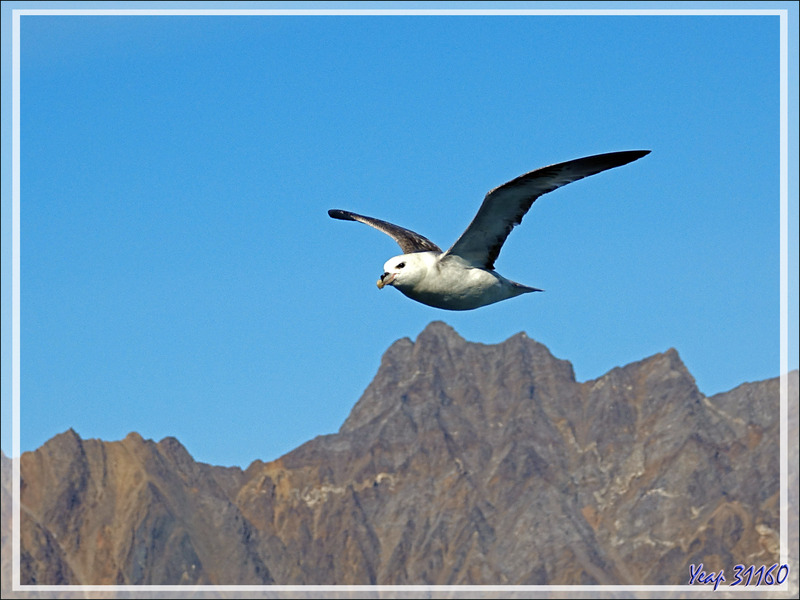 Fulmar boréal, Pétrel fulmar, Northern Fulmar (Fulmarus glacialis) - Navigation entre Karrat Island et Illulissat - Upernivik Island - Groenland