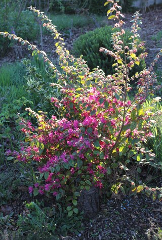 Loropetalum chinensis ' Blush'