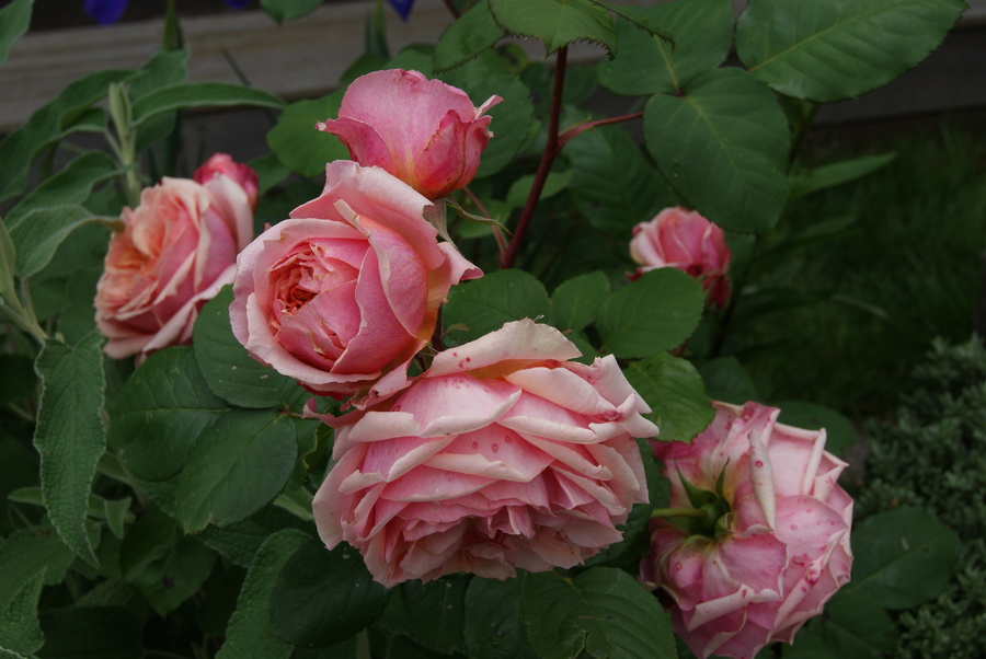 rosier generosa de Guillot : le rosé saumoné ' Paul Bocuse '