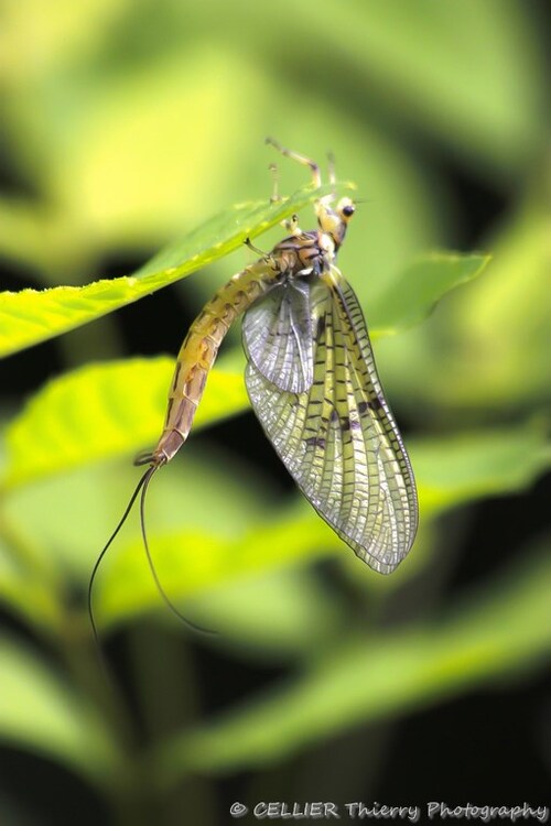 Ephemera danica - la grande mouche de mai - Saint jean de chevelu - Savoie