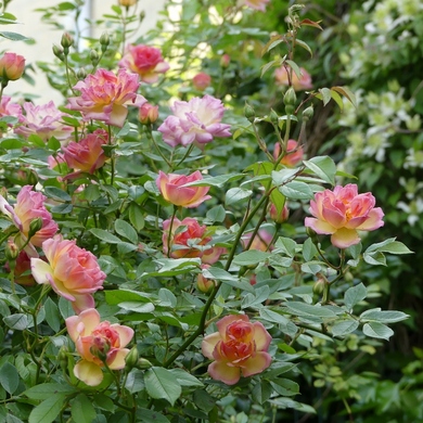 Au fond du jardin...