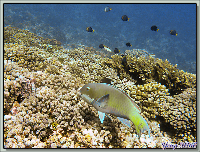 Plongée bouteille Passe Tumakohua : Poisson-perroquet - Atoll de Fakarava - Polynésie française