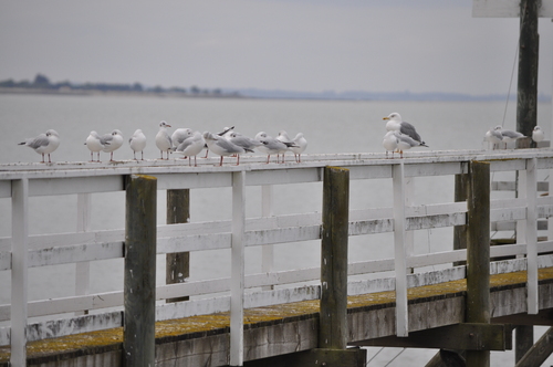 Carrelets et mouettes....