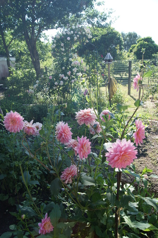 Des dahlias pour fleurir le jardin en fin d'été.