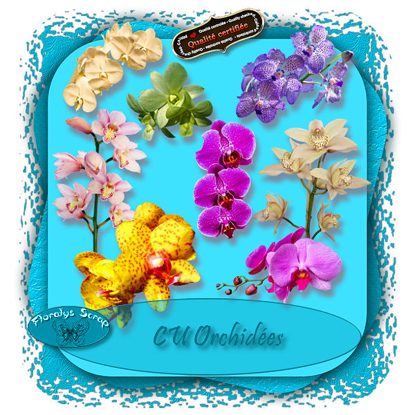 CU Orchidées