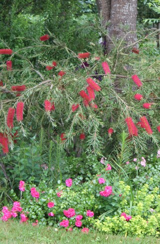 Autour du callistemon