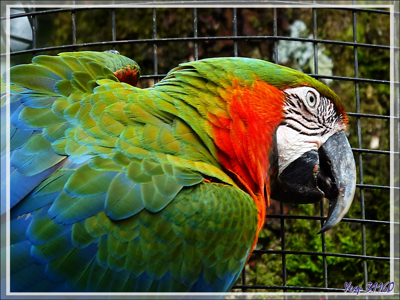 Ara arlequin : hybride d'Ara bleu, Blue-and-yellow Macaw (Ara ararauna) et d'Ara chloroptère, Red-and-green Macaw (Ara chloropterus) - Parque das Aves - Foz do Iguaçu - Brésil