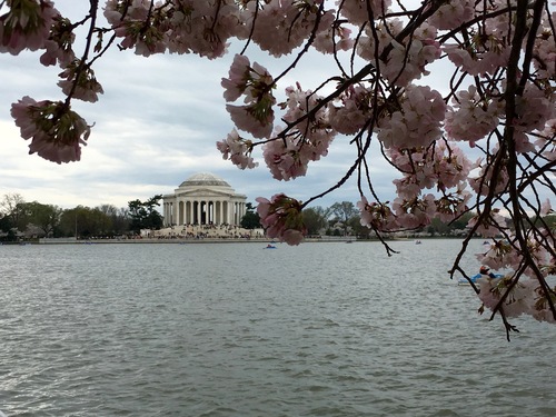 Washington: cherry blossom