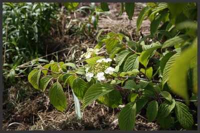 Pâques fleuri