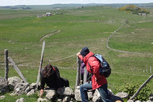 Les paturage fleuri en tourbiere d'Aubrac