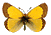 Les papillons Lépidoptères