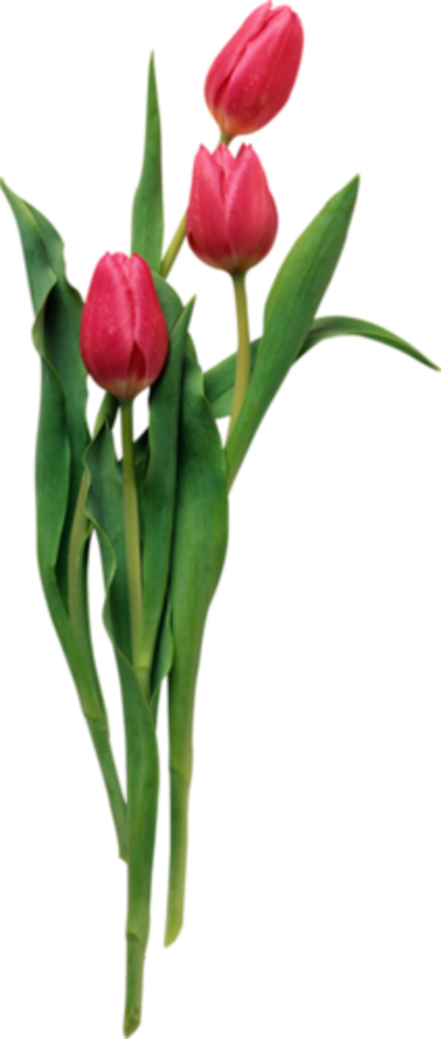 Fleurs tulipes /1