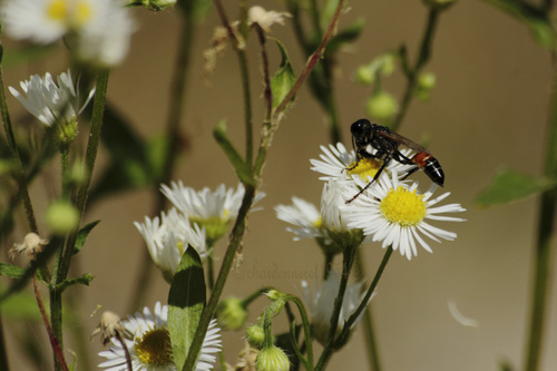 libellules,sauterelles,guèpes,abeilles