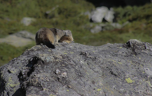 Amour de marmottes - Aussois - Savoie