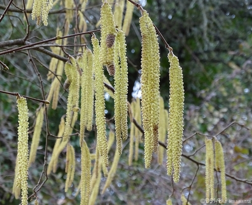 Les arbres et leurs symboles