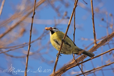 La mésange bleue