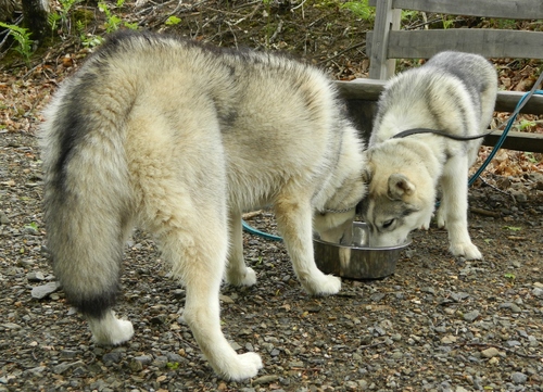 15km à pied ça use ,ça use 15km à pied ça use les huskys