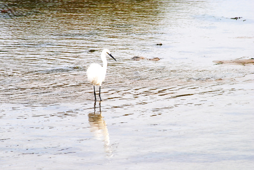 Saint Cado (commune de BELZ 56)