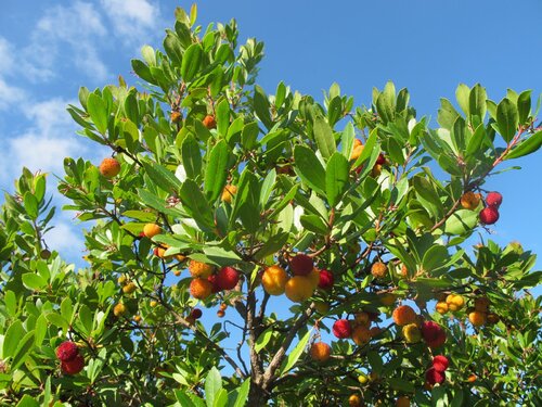 arbre fruitier persistant