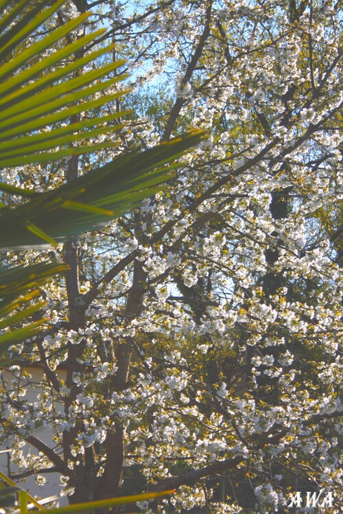 LA NATURE EN PLEINE FLORAISON