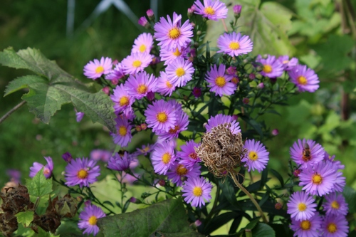 Jardin d'automne