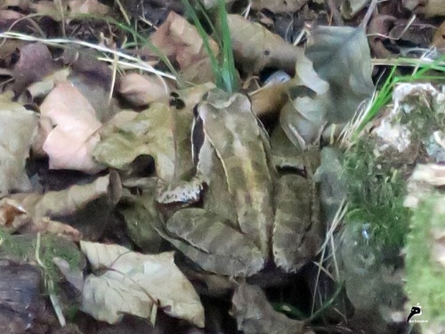 Grenouille des champs ou grenouille oxyrhine (Rana arvalis)