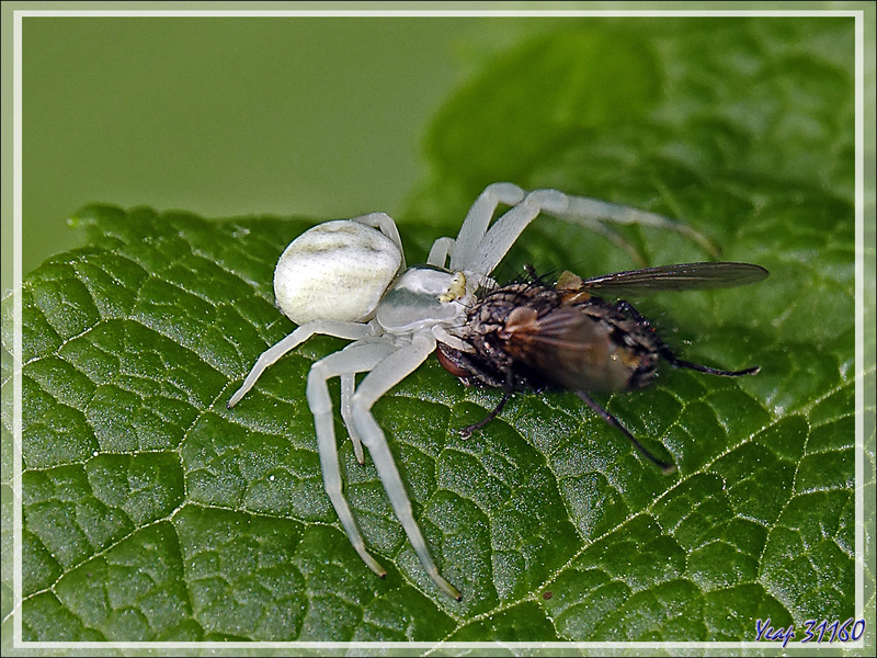 Araignée crabe Thomise variable (Misumena vatia) et sa proie - Lartigau - Milhas - 31