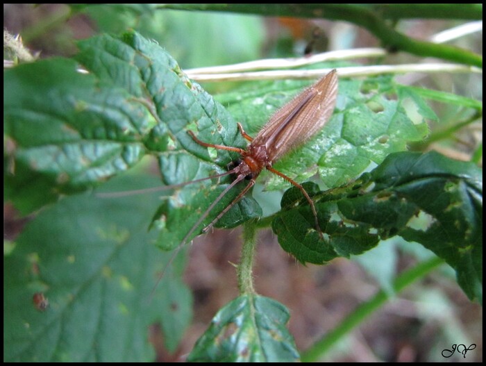 Chaetopterix  Villosa.