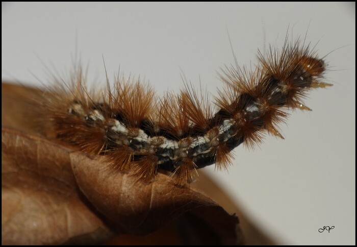 Spilosoma luteum.