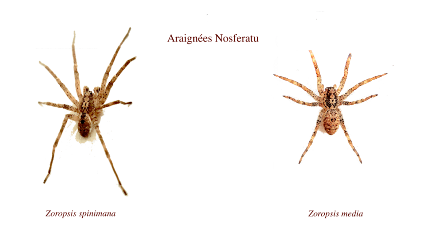 L'araignée Nosferatu (Dufour, 1820)