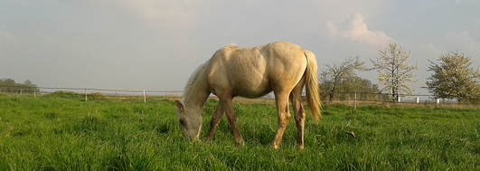 Poulain au pré.