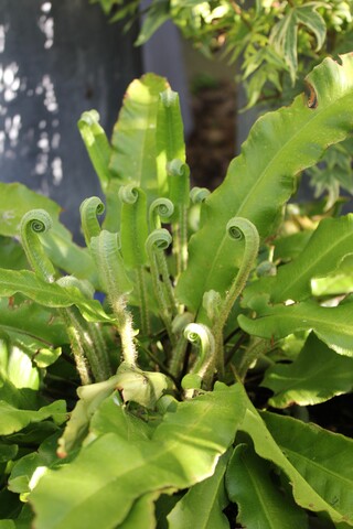 fougère langue de cerf, Asplenium scolopendrium