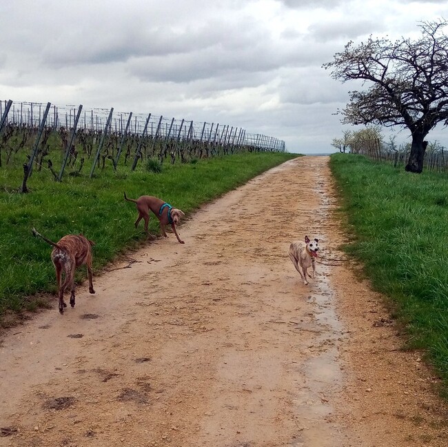 balades de printemps