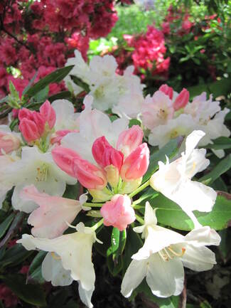 Rhododendron yakushimanum ' Golden torch '