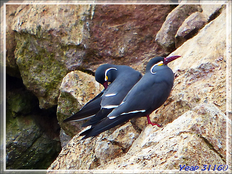 Sterne inca (Larosterna inca) - Iles Ballestas - Pérou