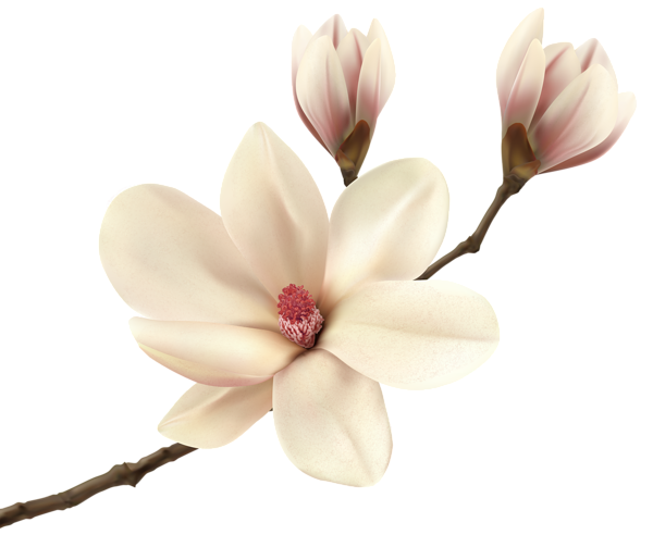 Mes tubes Fleurs