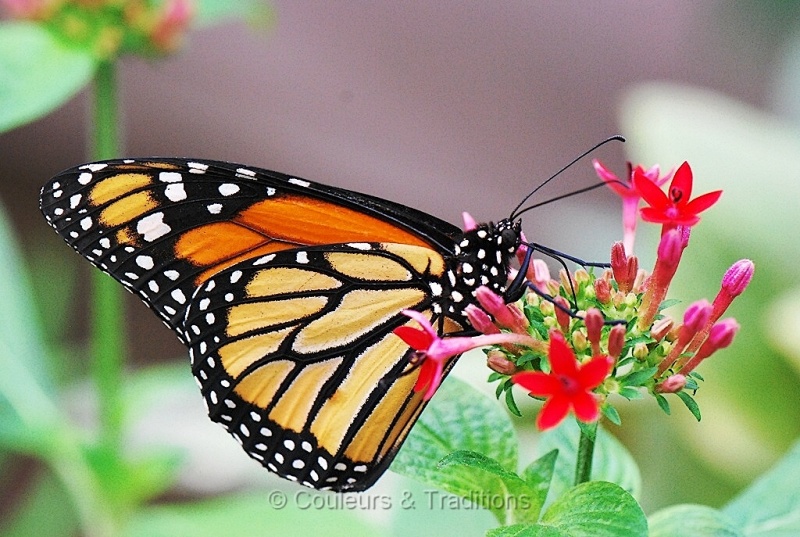 Le Monarque - Danaus Plexippus