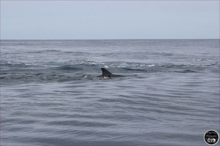 Les dauphins, île Maurice en 2022