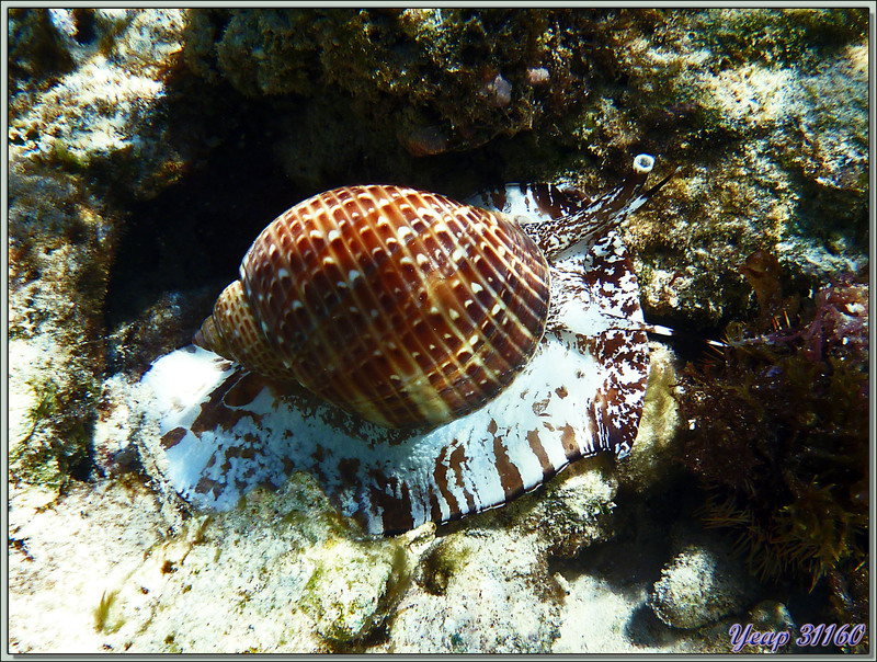 Gastéropode Tonne sur pied (Tonna perdix) - Anse Marie-Louise - Mahé - Seychelles