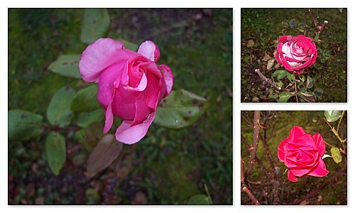 dernières roses 3 novembre 2010