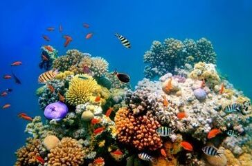 La barrière de corail menacée en Australie