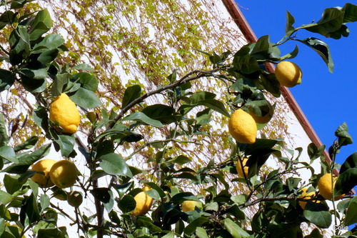 Les citrons sur l'arbre