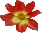 PNG-Virágok